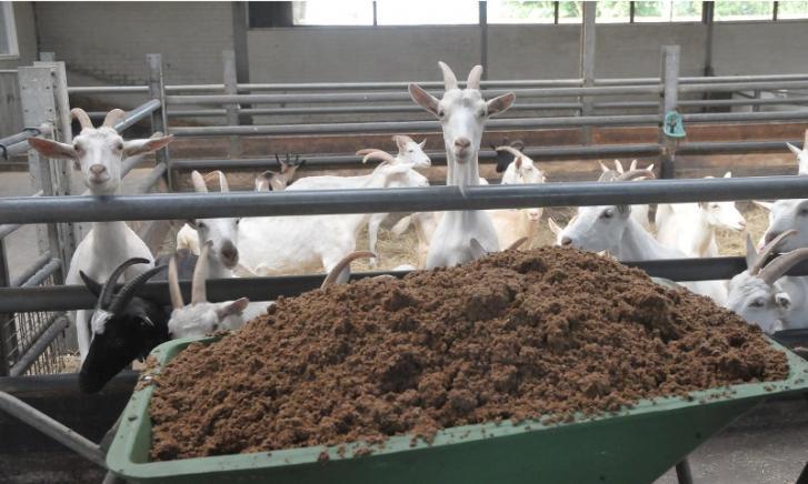 Geitjes hebben zin in bierbostel